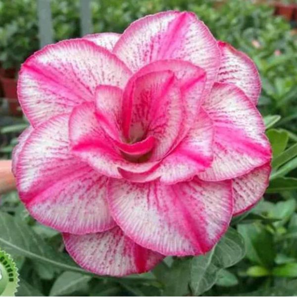 Rosa do deserto CHEN YUAN YUAN