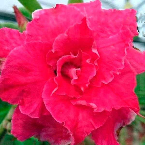 Rosa do Deseto CHERISH LOVE