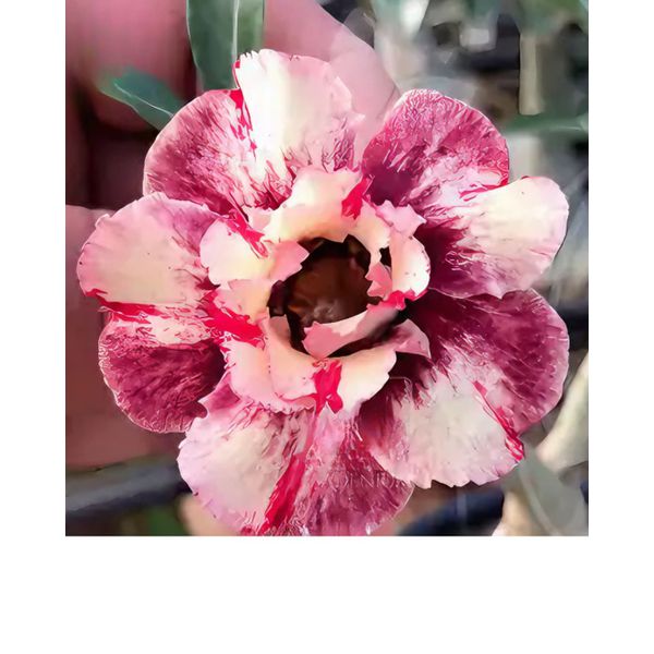 Rosa do Deserto CHOCOLATE ICE CREAM
