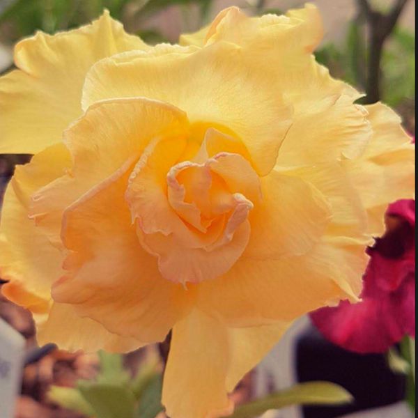 ROSA DO DESERTO AMARELA CITRINE