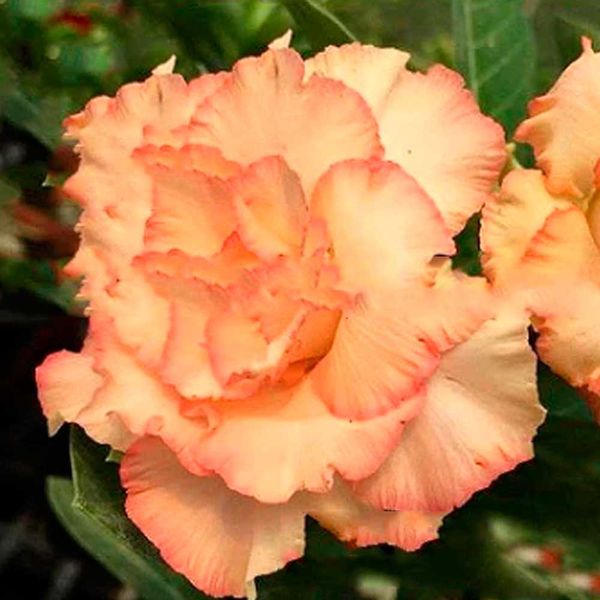ROSA DO DESERTO CORAL ANGEL
