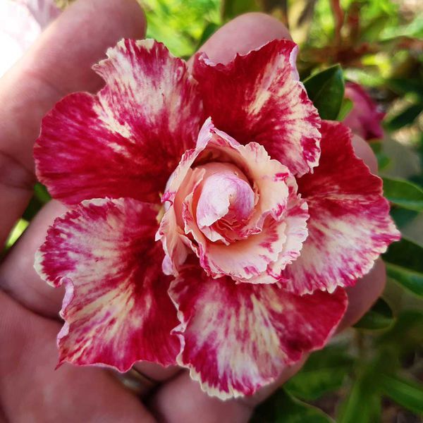 Rosa do deserto tripla EGG ROLL