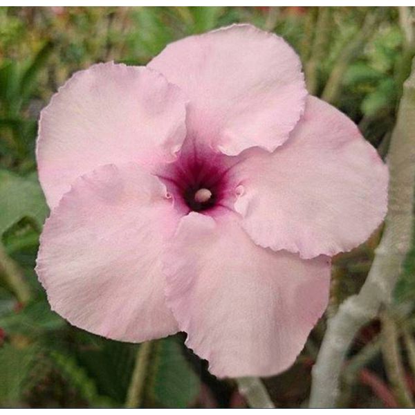 ROSA DO DESERTO EXTREME FASHION
