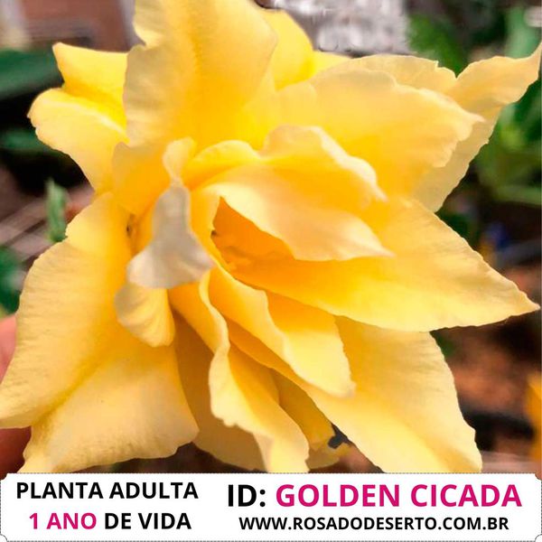 Rosa do deserto tripla amarela golden cicada