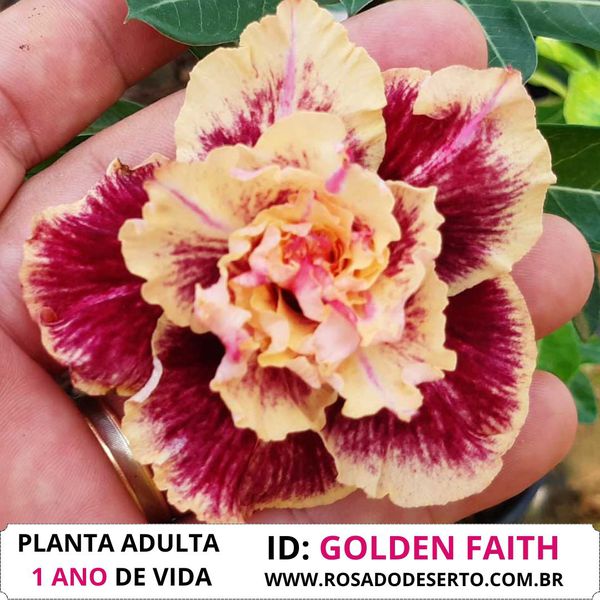 Rosa do Deserto Tripla Golden Faith