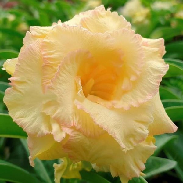 Rosa do deserto AMARELA GOLDEN MOUNTAIN