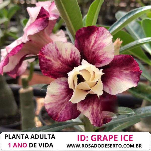 Rosa do Deserto Mesclada Grape Ice