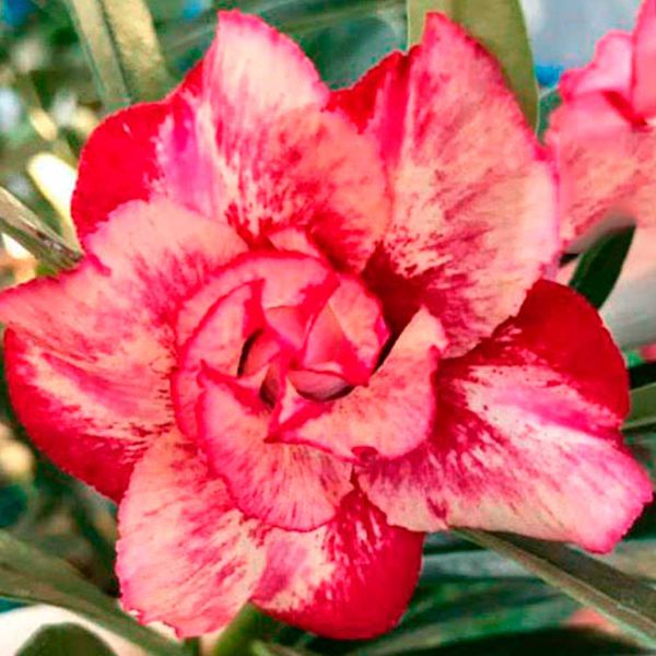 Rosa do Deserto Tripla HELIOS - 12 Meses