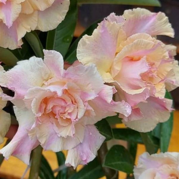 Rosa do Deserto HELÔ