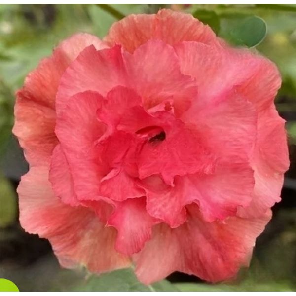 ROSA DO DESERTO HOT FIRE