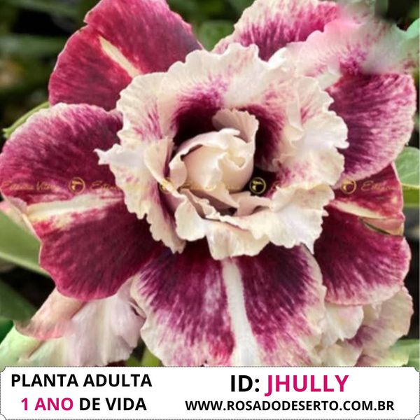 RROSA DO DESERTO JHULLY