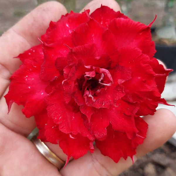 Rosa do deserto VERMELHA LBO
