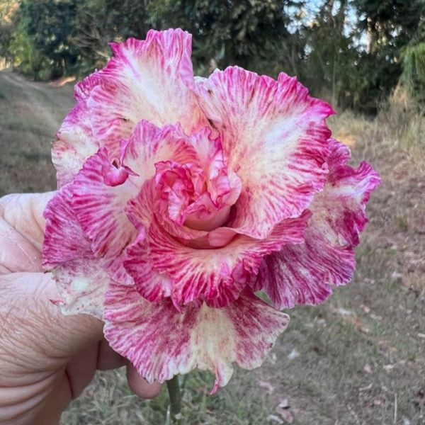 Rosa do deserto LK-306