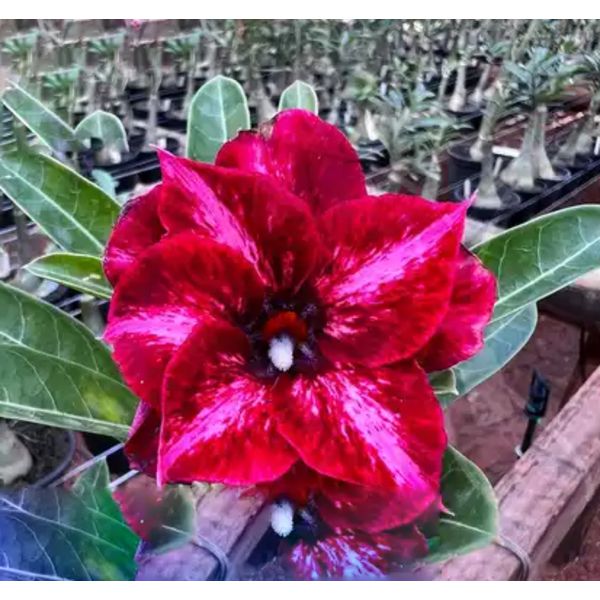 ROSA DO DESERTO LM-629