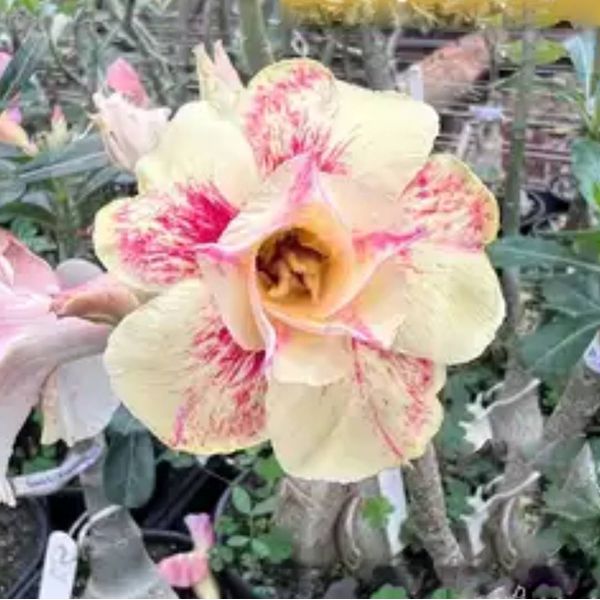 Rosa do Deserto LM689
