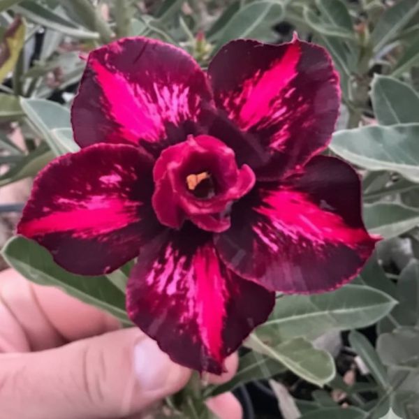 Rosa do deserto LM-942