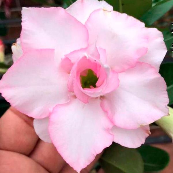 Rosa do Deserto MAIA