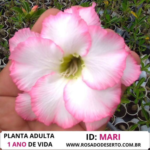 ROSA DO DESERTO BRANCA COM BORDAS - MARI