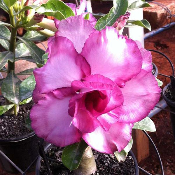 ROSA DO DESERTO TRIPLA MAU (Adenium Obesum)