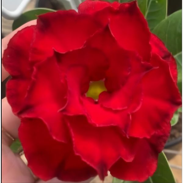 Rosa do deserto MINERVA