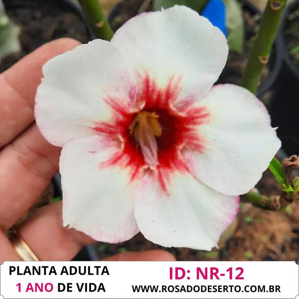 ROSA DO DESERTO NR - 12