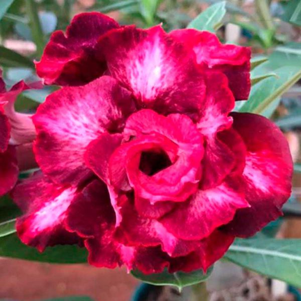 ROSA DO DESERTO VERMELHA MESCLADA PASSIONATE
