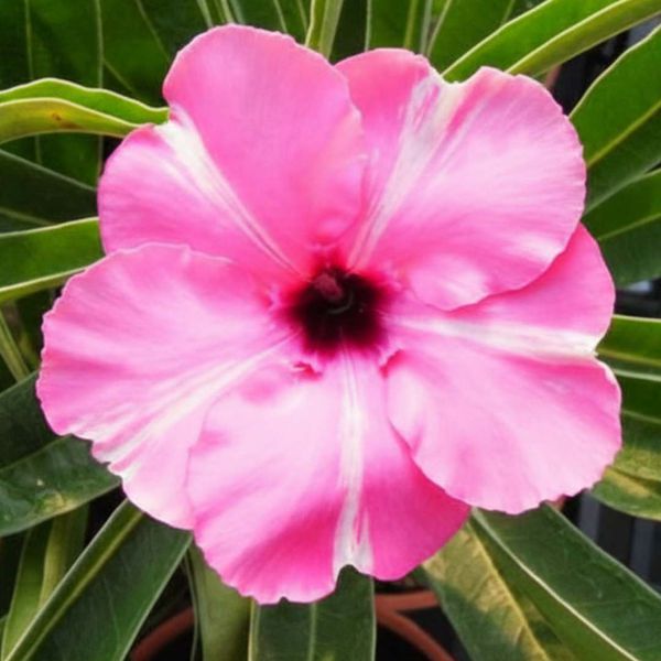 Rosa do deserto PURPLE MEDAL