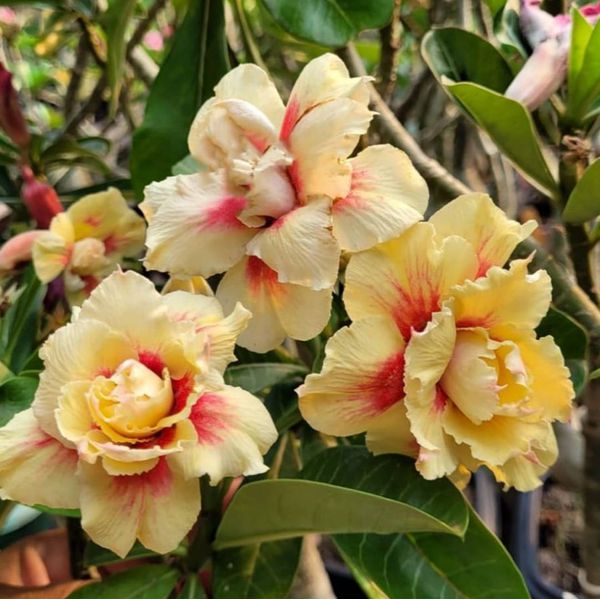 Rosa do Deserto RADIANCE YELLOW