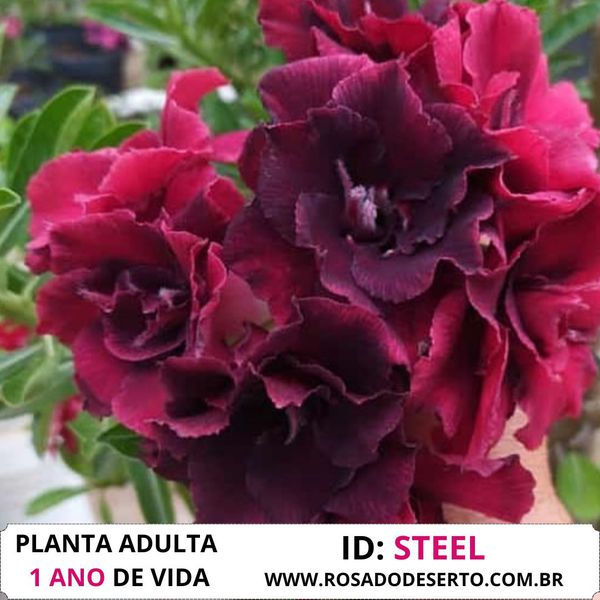 Rosa do Deserto Dobrada escura STEEL