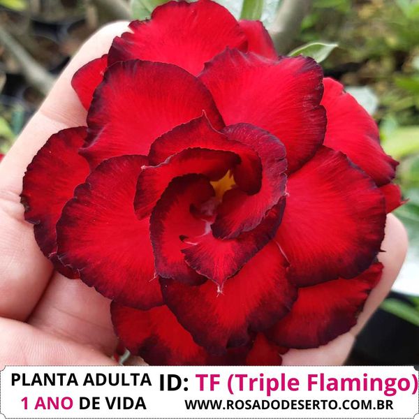 Rosa do deserto tripla Triple Flamingo (TF)