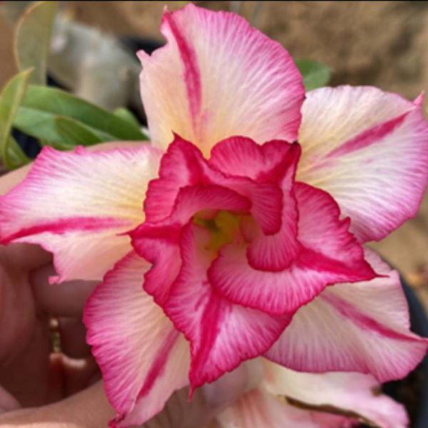 Rosa do deserto TP-11