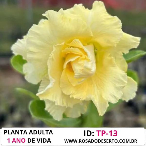 Rosa do deserto TP-13