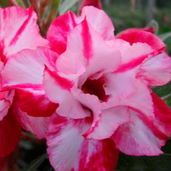 Rosa do Deserto dobrada matizada TW8 - Adenium obesum