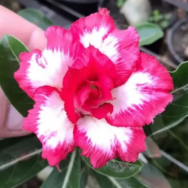 Rosa do deserto VENEZA II