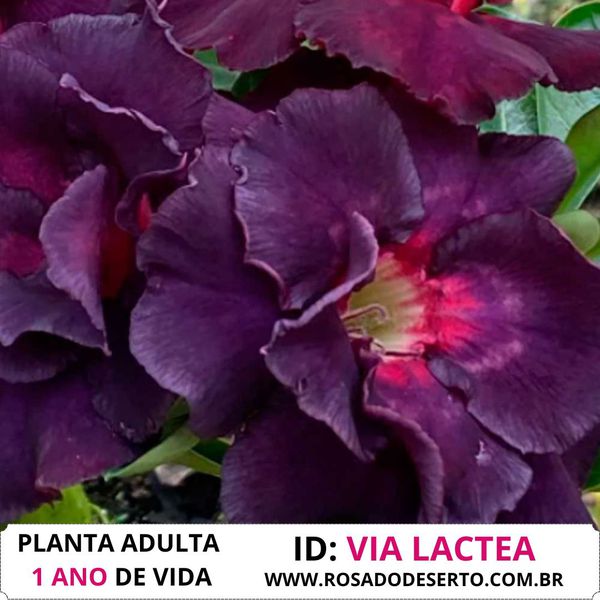 Rosa do Deserto Roxa Tripla Violet