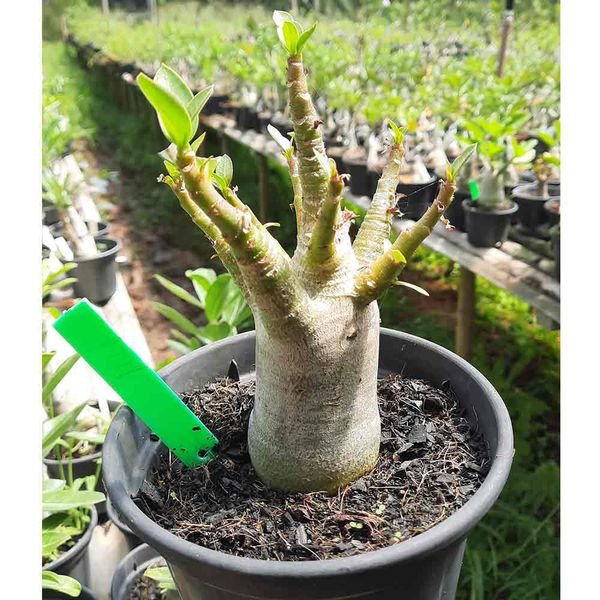 Adenium Arabicum - Cruzamentos Especiais - Planta N.º: 100