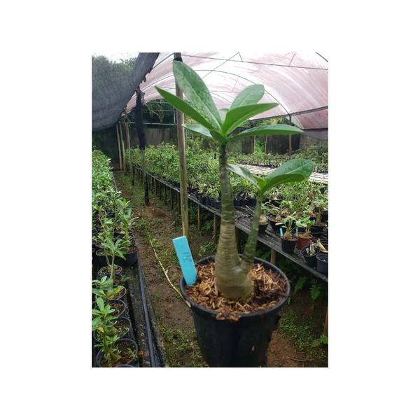 Adenium Arabicum - Cruzamentos Especiais - Planta N.º: 100