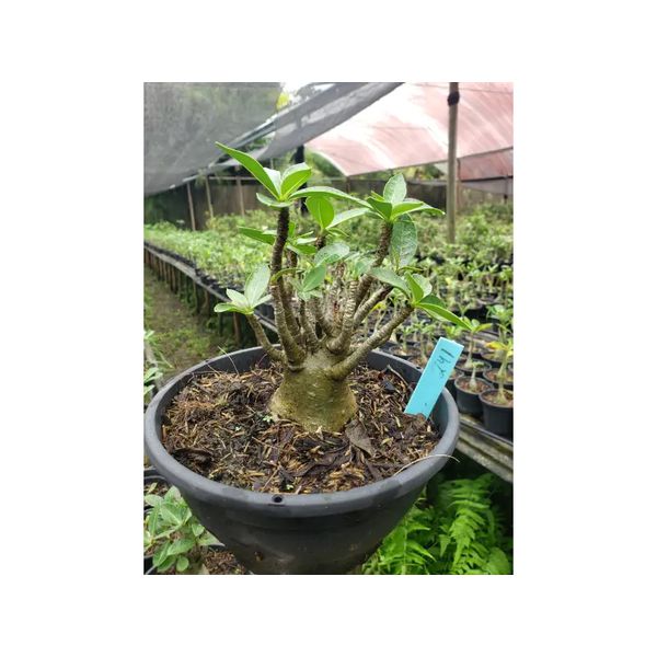 Adenium Arabicum - Cruzamentos Especiais - Planta N.º: 100