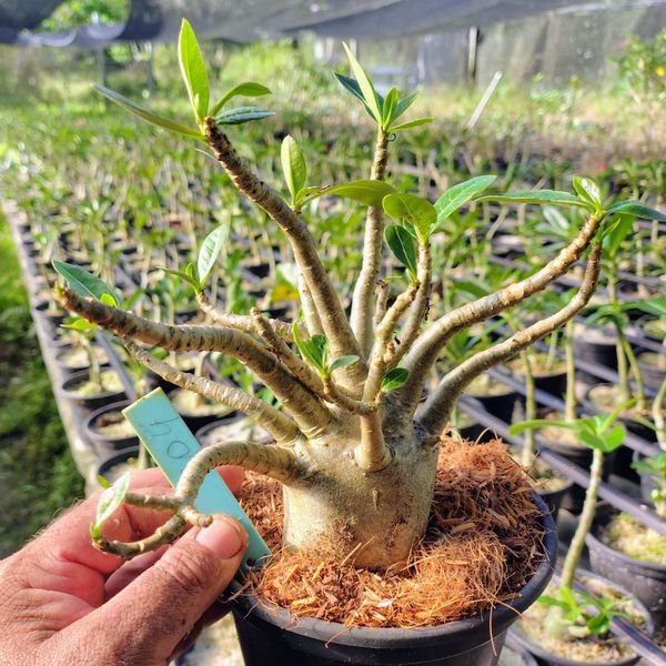Adenium Arabicum - Cruzamentos Especiais - Planta N.º: 100