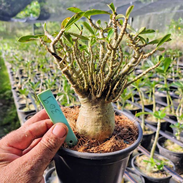 Adenium Arabicum - Cruzamentos Especiais - Planta N.º: 100