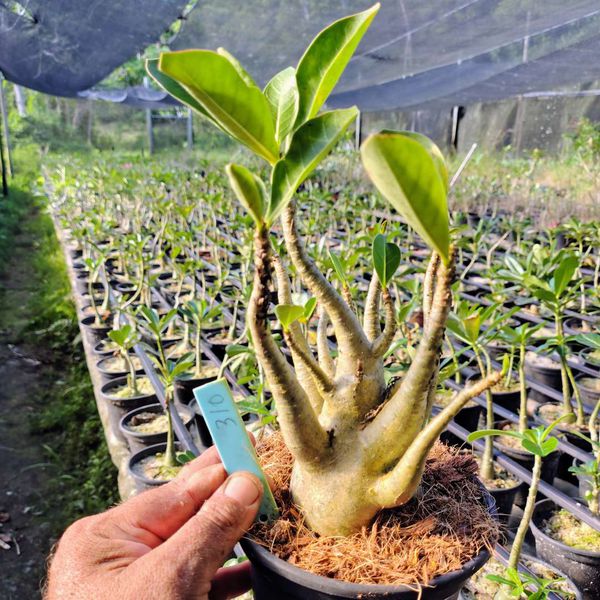 Adenium Arabicum - Cruzamentos Especiais - Planta N.º: 100