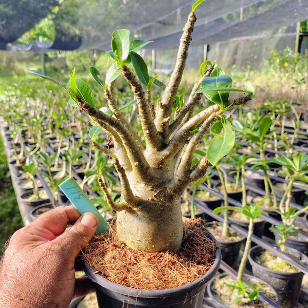 Adenium Arabicum - Cruzamentos Especiais - Planta N.º: 100