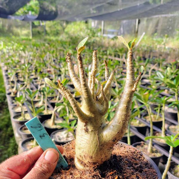 Adenium Arabicum - Cruzamentos Especiais - Planta N.º: 100