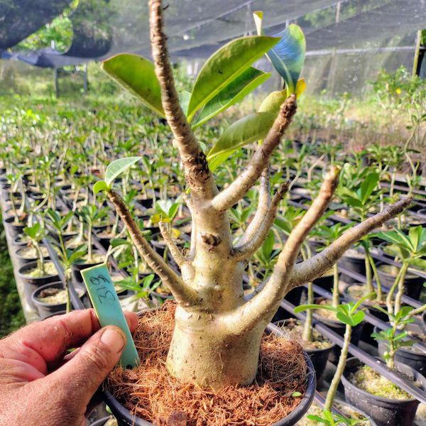 Adenium Arabicum - Cruzamentos Especiais - Planta N.º: 100