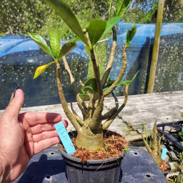 Rosa Do Deserto - Cruzamentos Especiais - Planta N.º: 432