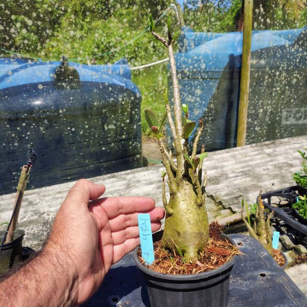 Rosa Do Deserto - Cruzamentos Especiais - Planta N.º: 432