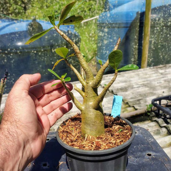 Rosa Do Deserto - Cruzamentos Especiais - Planta N.º: 432