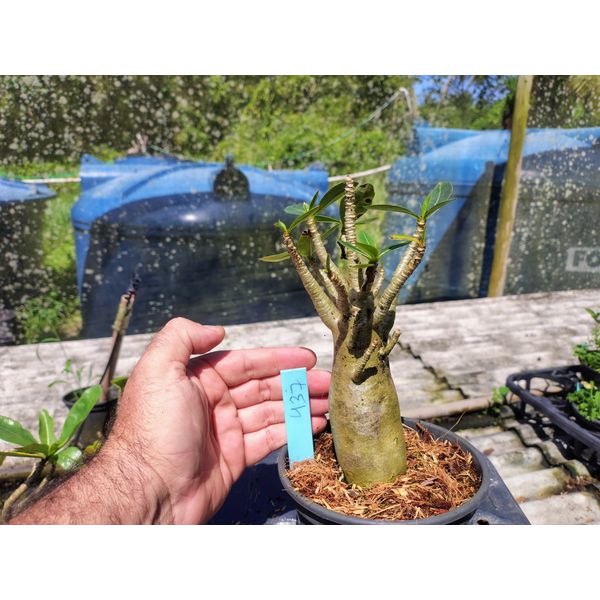 Rosa Do Deserto - Cruzamentos Especiais - Planta N.º: 432