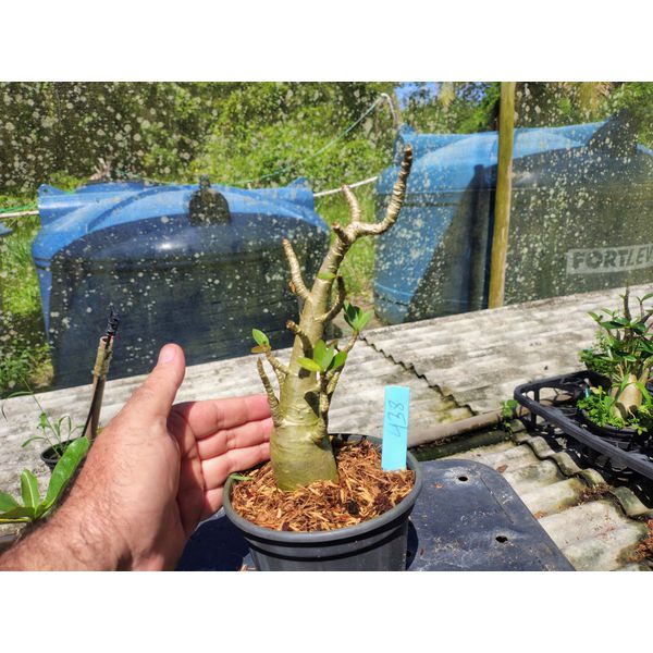 Rosa Do Deserto - Cruzamentos Especiais - Planta N.º: 432