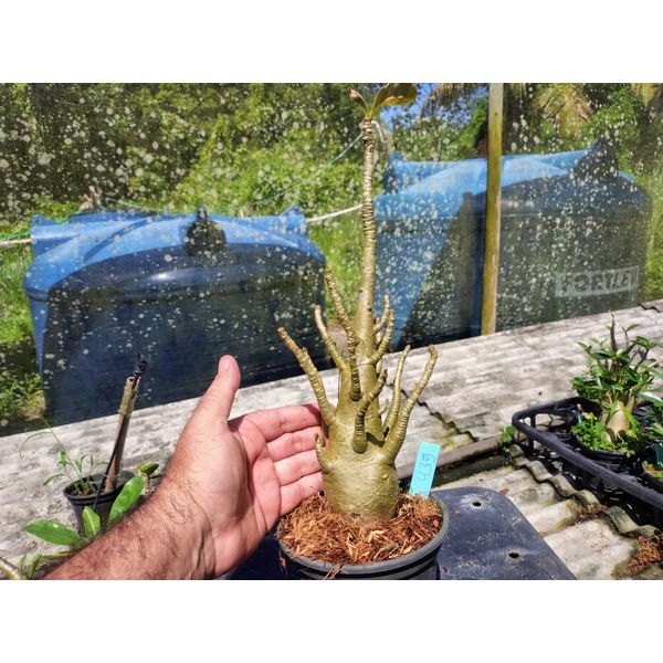 Rosa Do Deserto - Cruzamentos Especiais - Planta N.º: 432